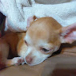 Meet your Posher, Patience